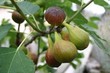 Grappe_de_figues-Careme-3-14ac8